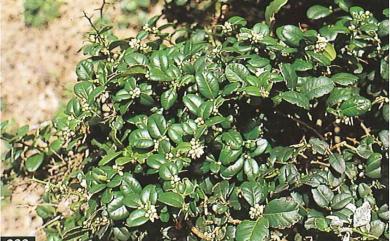 Severinia buxifolia (Poir.) Ten. 烏柑仔