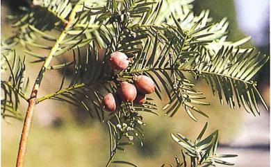 Cephalotaxus wilsoniana 臺灣粗榧