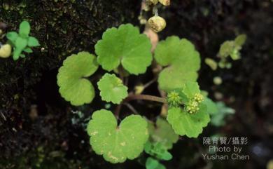 Hydrocotyle sibthorpioides 天胡荽