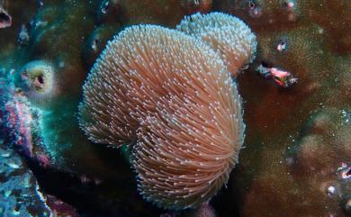 Sarcophyton nanwanensis Benayahu & Perkol-Finkel, 2004 南灣肉質軟珊瑚