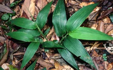 Lophatherum gracile Brongn. 淡竹葉