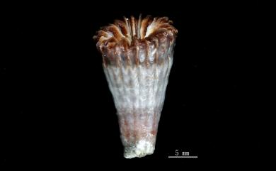 Javania fusca (Vaughan, 1907) 褐紅爪哇珊瑚