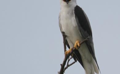 Elanus caeruleus vociferus (Latham, 1790) 黑翅鳶