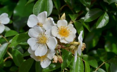 Rosa sambucina Koidz. 山薔薇