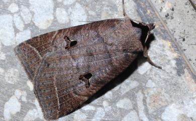 Lygephila dorsigera (Walker, 1865) 岸田影裳蛾