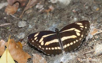 Neptis philyra splendens Murayama, 1941 槭環蛺蝶