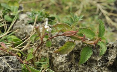 Corchorus aestuans var. brevicaulis (Hosok.) T.S. Liu & H.C. Lo 短莖繩黃麻
