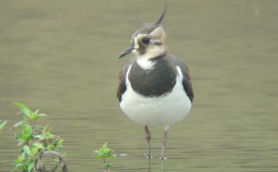 Vanellus vanellus (Linnaeus, 1758) 小辮鴴