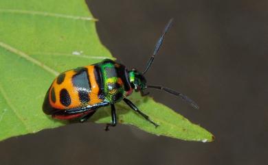 Chrysocoris fascialis (White, 1842) 黑條黃麗盾蝽