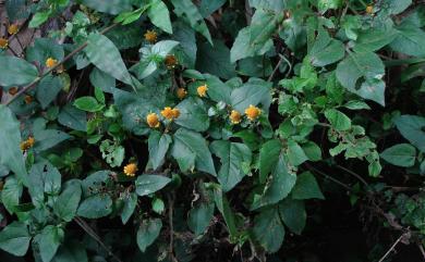 Acmella ciliata (Kunth) Cass. 天文草