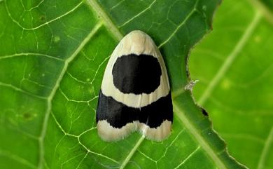 Garudinia bimaculata Rothschild, 1912 大斑苔蛾