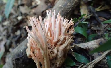 Ramaria