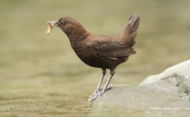 Cinclus pallasii pallasii Temminck, 1820 河烏