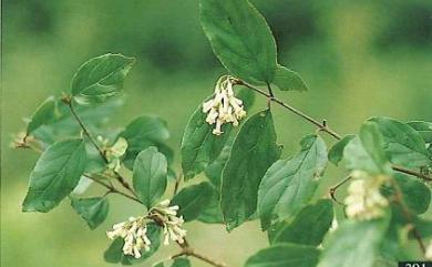 Viburnum taitoense Hayata 臺東莢蒾