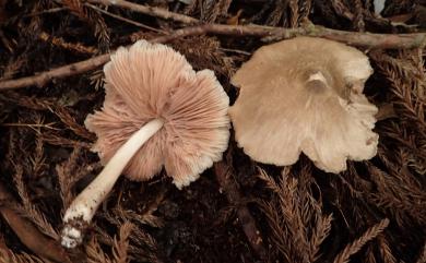 Entoloma 粉褶傘屬