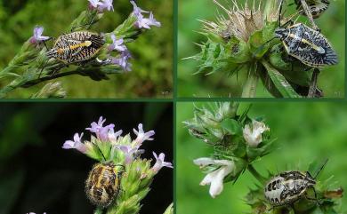 Agonoscelis nubilis (Fabricius, 1775) 雲蝽