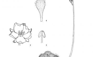 Drosera burmannii 金錢草