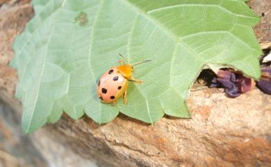 Oides decempunctata (Billberg, 1808) 十星偽瓢螢金花蟲