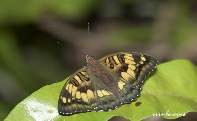 Euthalia kosempona (Fruhstorfer, 1908) 甲仙翠蛺蝶