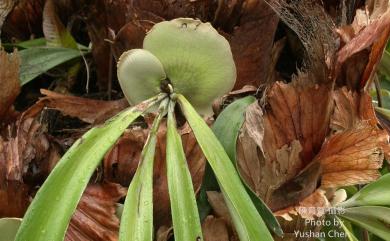 Platycerium bifurcatum (Cav.) C.Chr. 二叉鹿角蕨