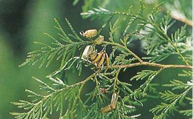 Calocedrus macrolepis var. formosana (Florin) W.C.Cheng & L.K.Fu 臺灣肖楠