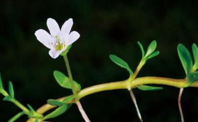 Bacopa monnieri (L.) Wettst. 過長沙