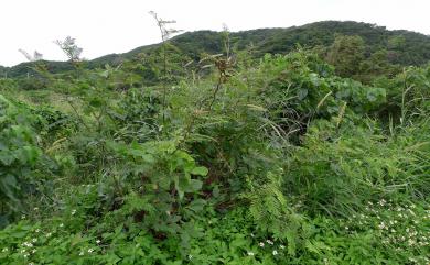 Mimosa pigra L. 刺軸含羞木