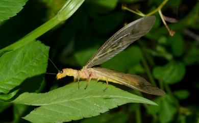 Protohermes costalis (Walker, 1853) 黃紋魚蛉