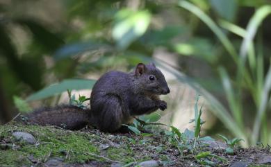 Dremomys pernyi (Milne-Edwards, 1867) 荷氏松鼠