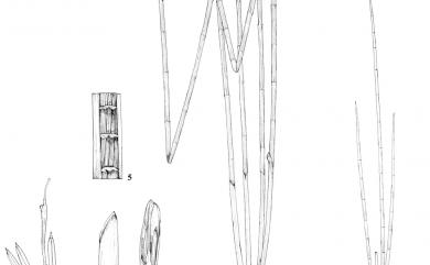 Eleocharis dulcis var. tuberosa (Schult.) T. Koyama 甜荸薺