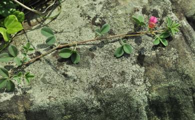 Indigofera pedicellata Wight & Arn. 長梗木藍