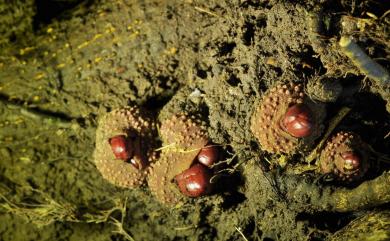 Balanophora laxiflora Hemsl. 穗花蛇菰