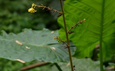 Cyrtosia falconeri (Hook.f.) Aver. 直立山珊瑚