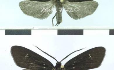 Morionia sciara Jordan, 1910 白紋黑斑蛾