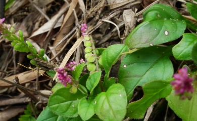 Polygala tatarinowii 小扁豆