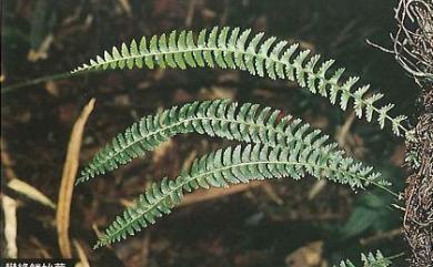 Lindsaea yaeyamensis 攀緣鱗始蕨