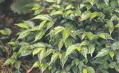 Elatostema cyrtandrifolium (Zoll. & Moritzi) Miq., 1851 臺灣樓梯草