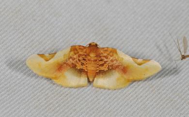 Pyrinioides sinuosa (Warren, 1896) 金盞網蛾