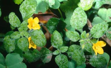 Lysimachia remota 蓬萊珍珠菜