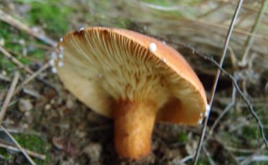 Lactarius volemus 多汁乳菇