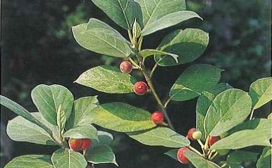 Ficus erecta var. beecheyana 牛奶榕