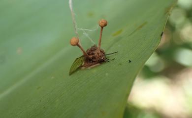 Ophiocordyceps dipterigena (Berkeley & Broome) G.H. Sung, J.M. Sung, Hywel-Jones & Spatafora 2007 雙翅目層束梗黴