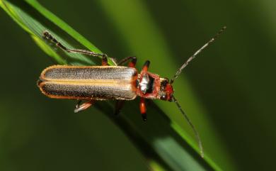 Lycocerus arisanensis (Wittmer, 1954) 阿里山異菊虎