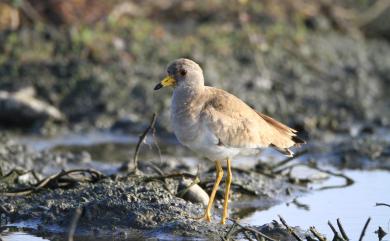 Vanellus cinereus (Blyth, 1842) 跳鴴