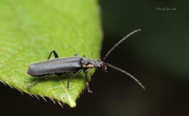 Lycocerus nigripennis (Pic, 1938) 小青黑異菊虎