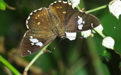 Celaenorrhinus horishanus Shirozu, 1960 埔里星弄蝶