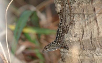 Anolis sagrei Duméril & Bibron, 1837 沙氏變色蜥