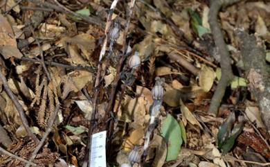 Monotropa uniflora 單花錫杖花