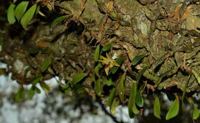 Dendrobium nakaharae Schltr. 蠟著頦蘭