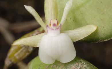 Dendrobium parietiforme 世富暫花蘭